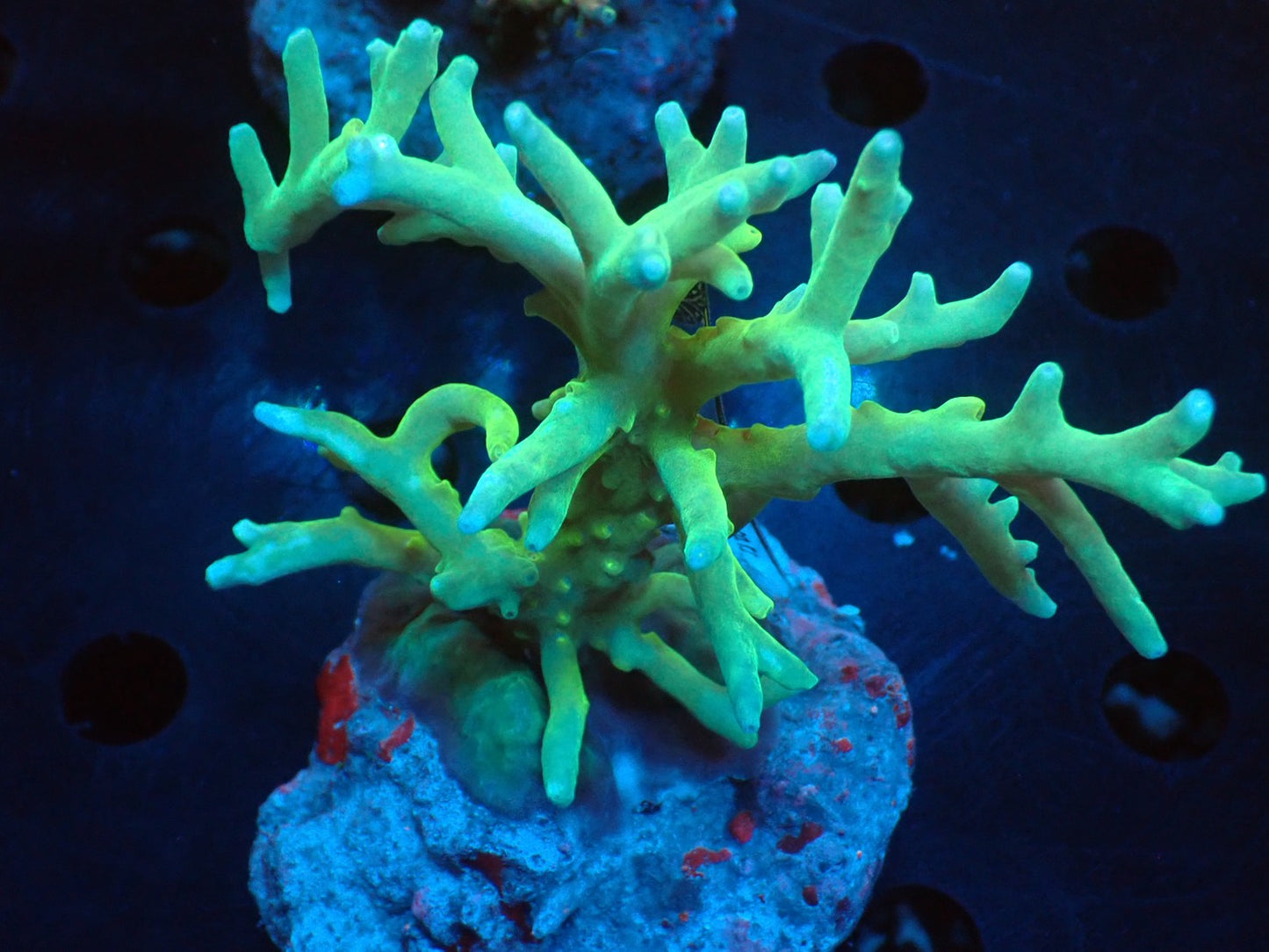 Acropora (caroliniana) インドネシア産071