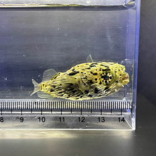 ハリセンボン幼魚