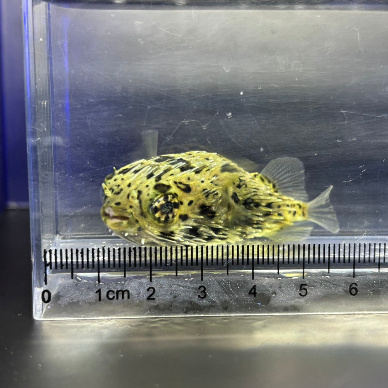 ハリセンボン幼魚