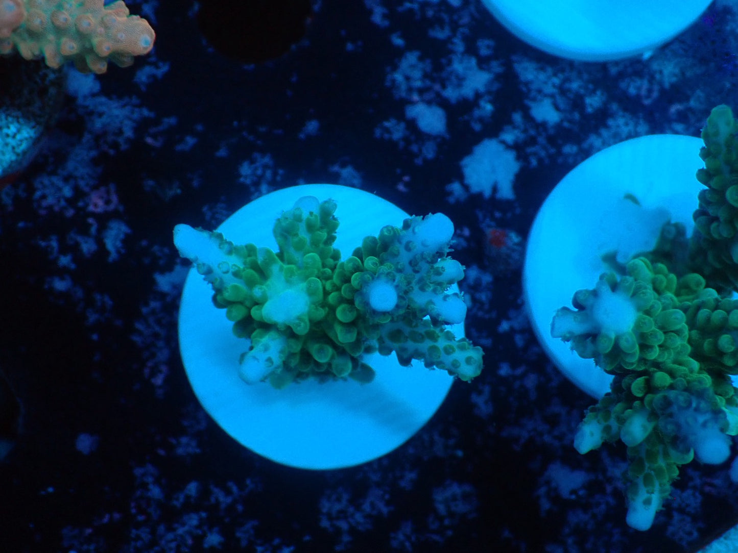 激レア Acropora ( parilisパラリシス) フラグ02