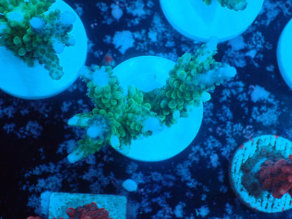 激レア Acropora ( parilisパラリシス) フラグ04