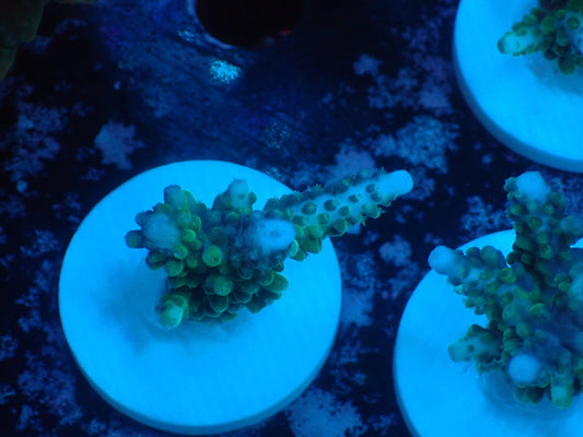 激レア Acropora ( parilisパラリシス) フラグ05