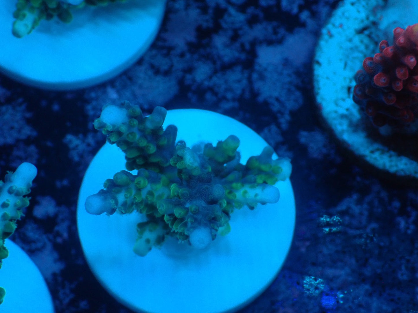 激レア Acropora ( parilisパラリシス) フラグ03