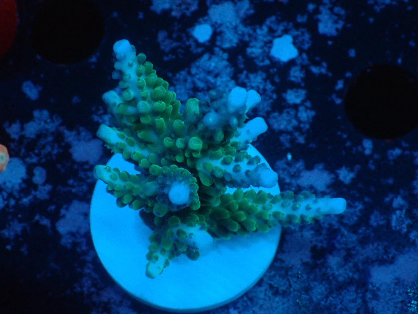 激レア Acropora ( parilisパラリシス) フラグ01