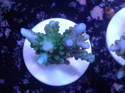 激レア Acropora ( parilisパラリシス) フラグ02