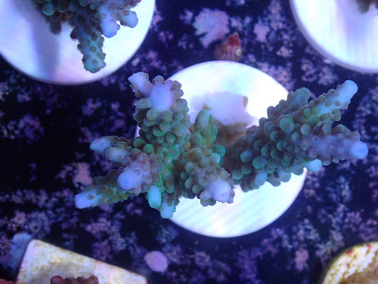 激レア Acropora ( parilisパラリシス) フラグ04
