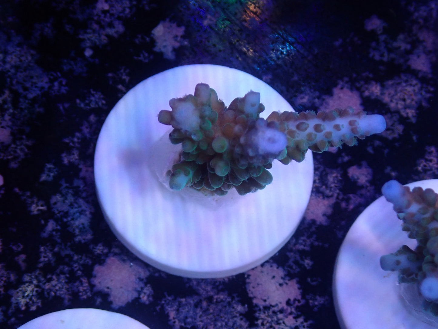 激レア Acropora ( parilisパラリシス) フラグ05