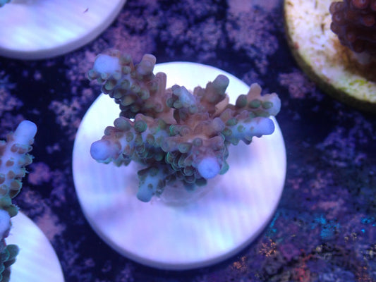 激レア Acropora ( parilisパラリシス) フラグ03