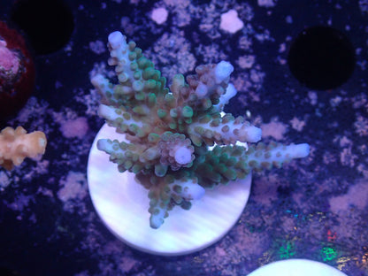 激レア Acropora ( parilisパラリシス) フラグ01
