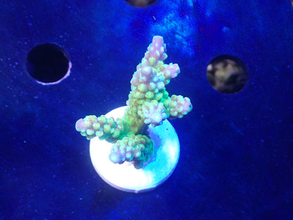 Acropora (Natalensi)フラグ 02