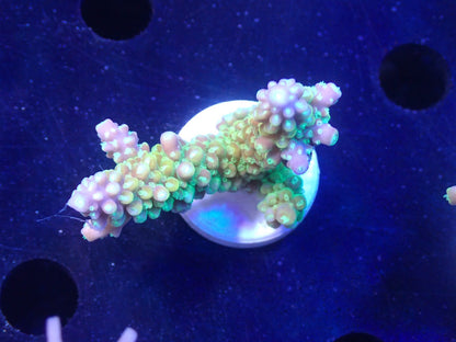 Acropora (Natalensi)フラグ 03
