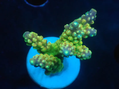 Acropora (Natalensi)フラグ 02