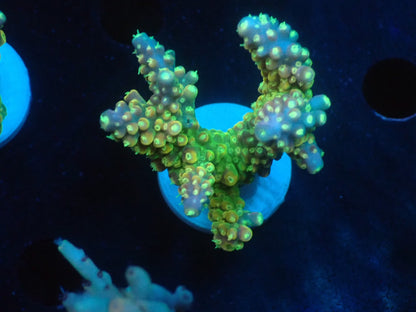 Acropora (Natalensi)フラグ 01
