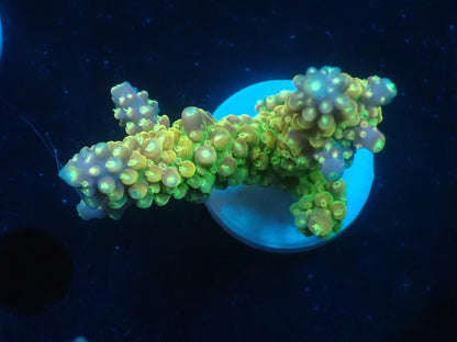 Acropora (Natalensi)フラグ 03