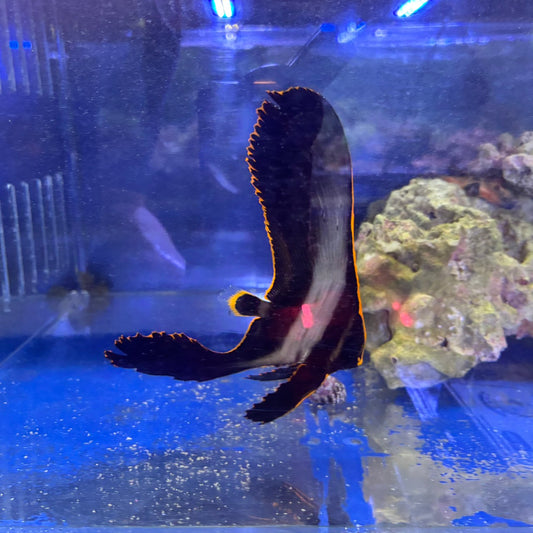 アカククリ
