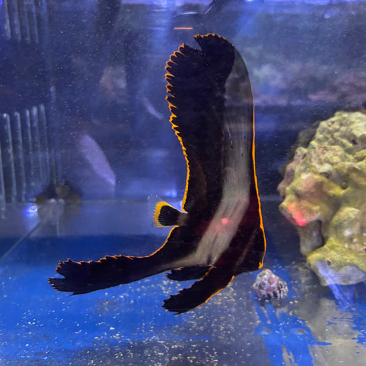 アカククリ