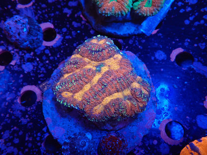 ダイノウサンゴ属の1種（Symphyllia sp.）02