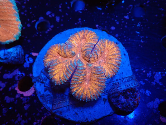 ハナガタサンゴ
