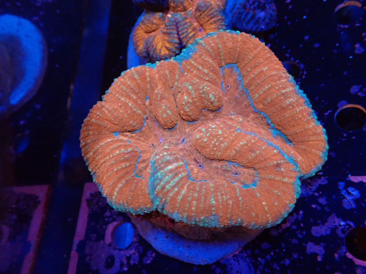 ダイノウサンゴ属の1種（Symphyllia sp.）04