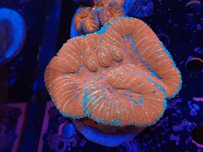 ダイノウサンゴ属の1種（Symphyllia sp.）04