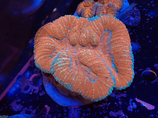 ダイノウサンゴ属の1種（Symphyllia sp.）04