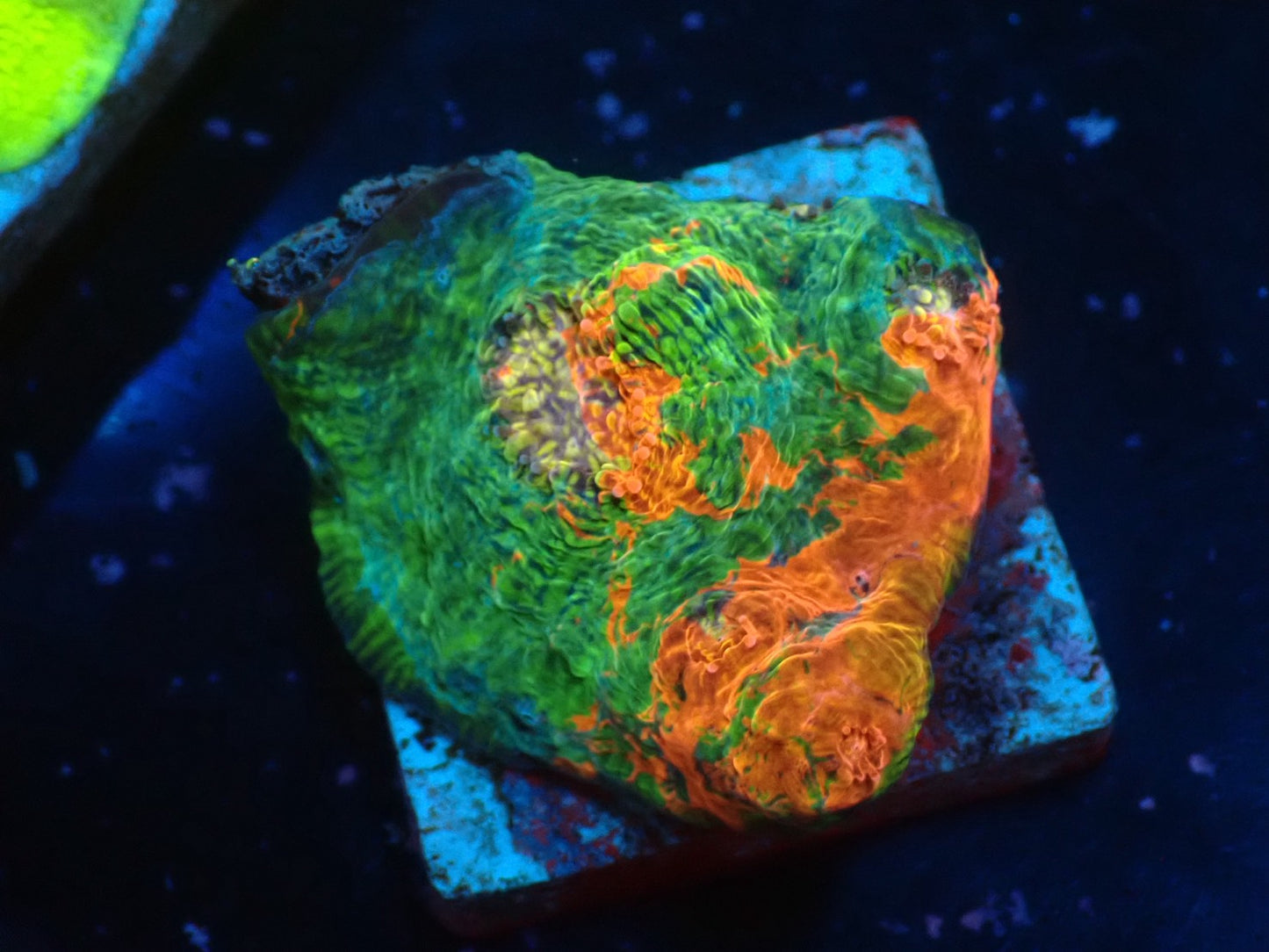 Deep Sea Echinophyllia01