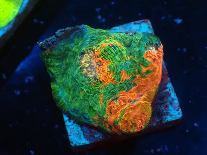 Deep Sea Echinophyllia01