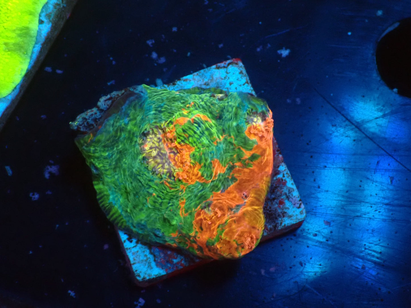 Deep Sea Echinophyllia01
