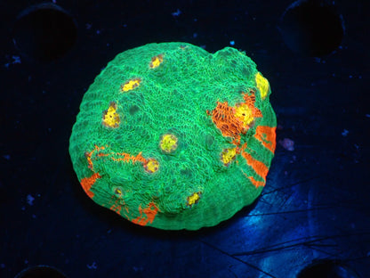 Deep Sea Echinophyllia02