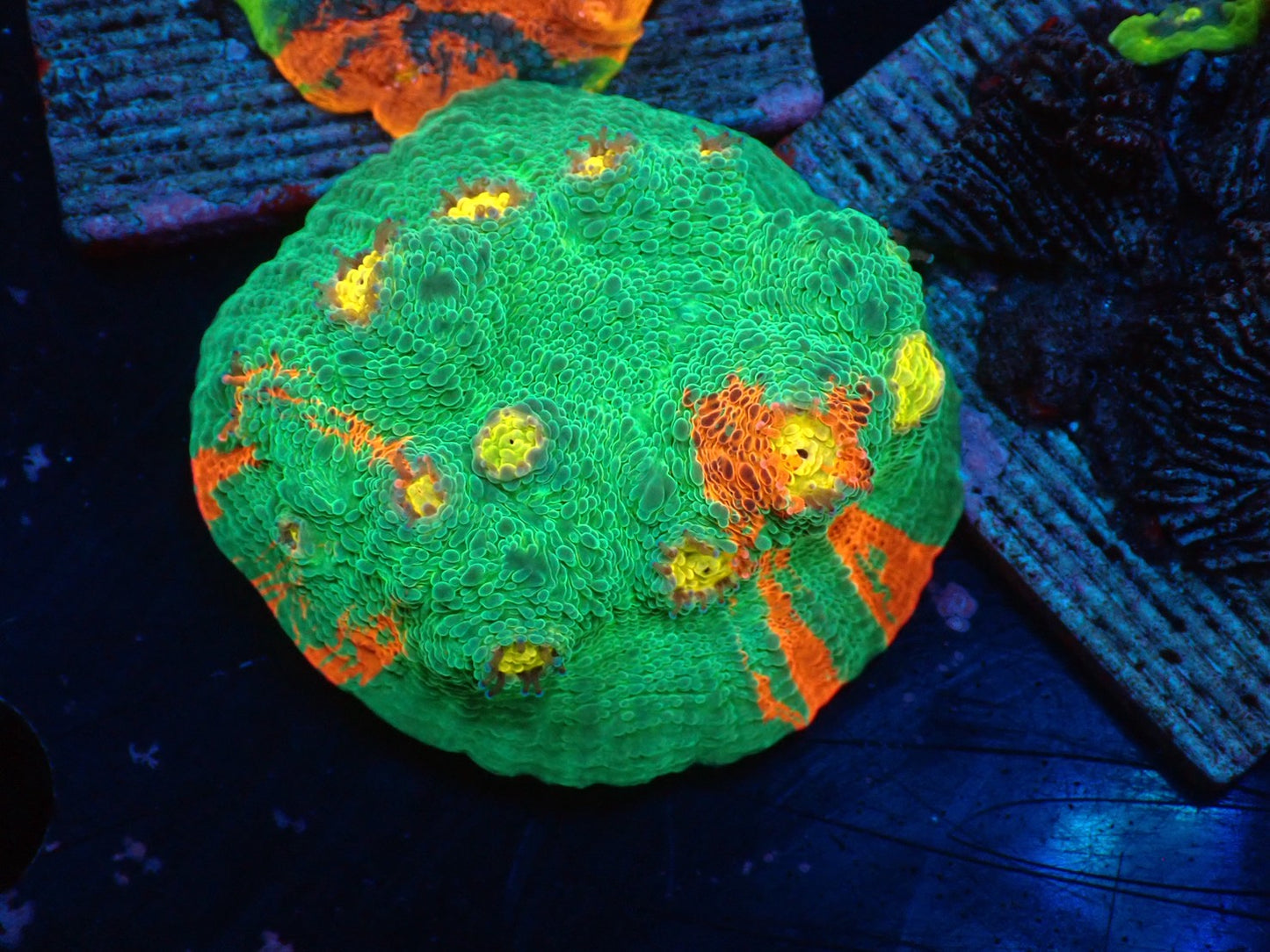 Deep Sea Echinophyllia02