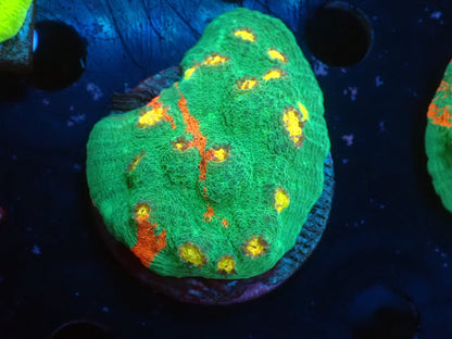Deep Sea Echinophyllia03