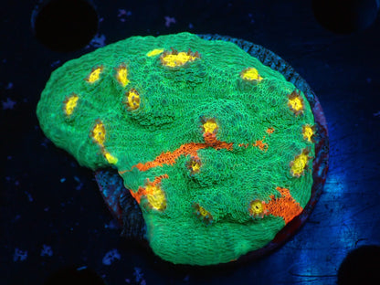 Deep Sea Echinophyllia03