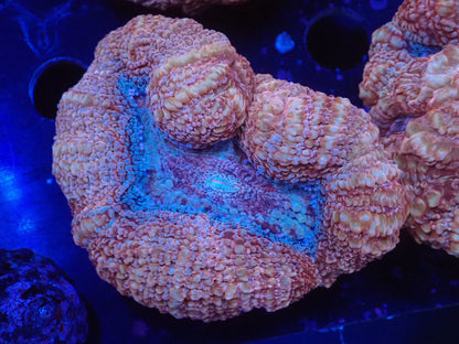 オーストラリア産ボアバンキ04
