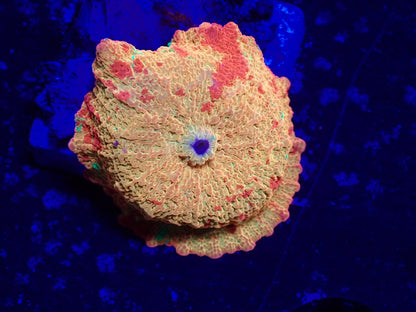 Jaw breaker　3color　01