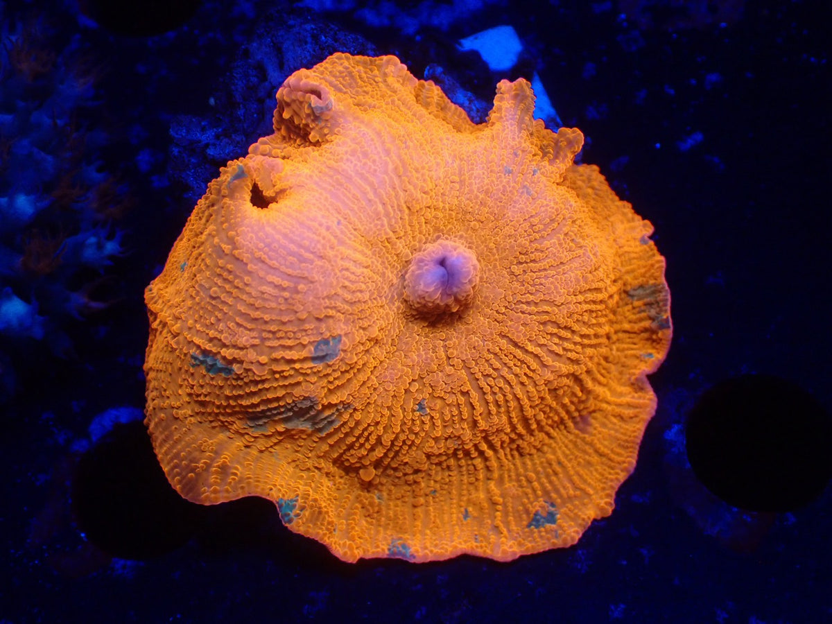 Candy Crush mushroom 03