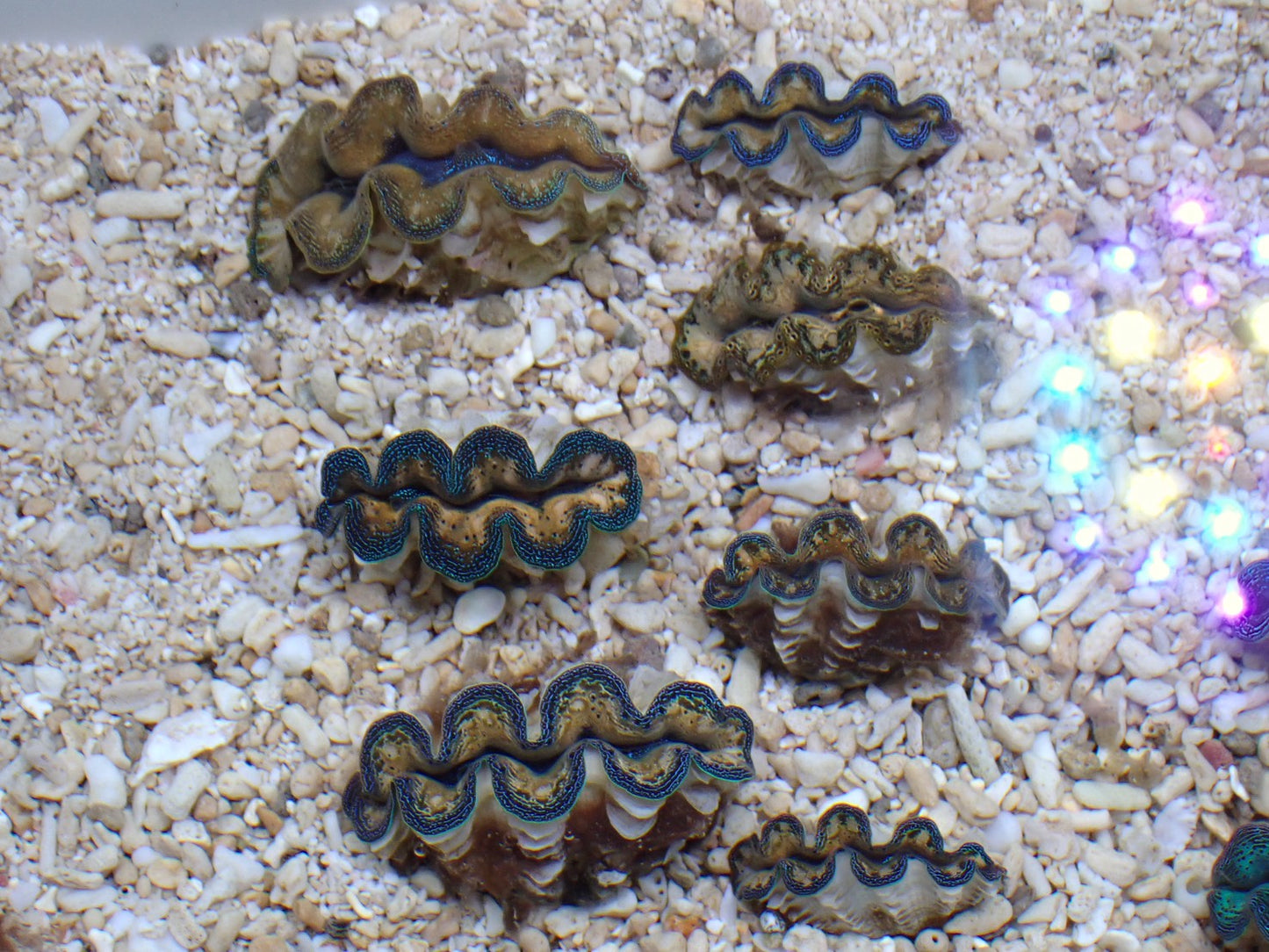 沖縄産ヒメシャコガイMIXカラー