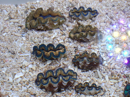 沖縄産ヒメシャコガイMIXカラー