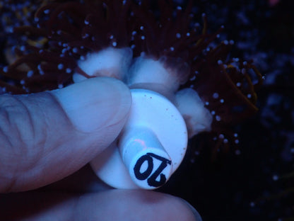 GOLD TORCH 070