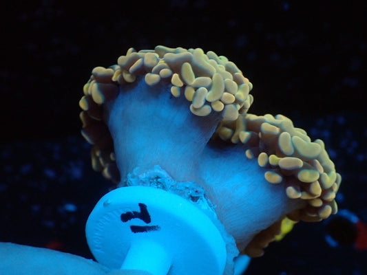 ナガレハナサンゴultragrade012