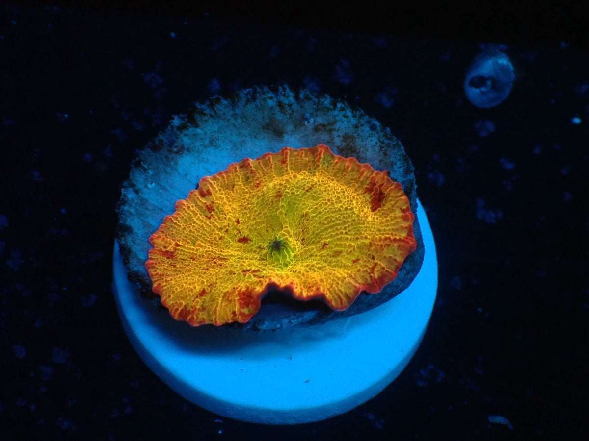 Jaw breaker　2color 08