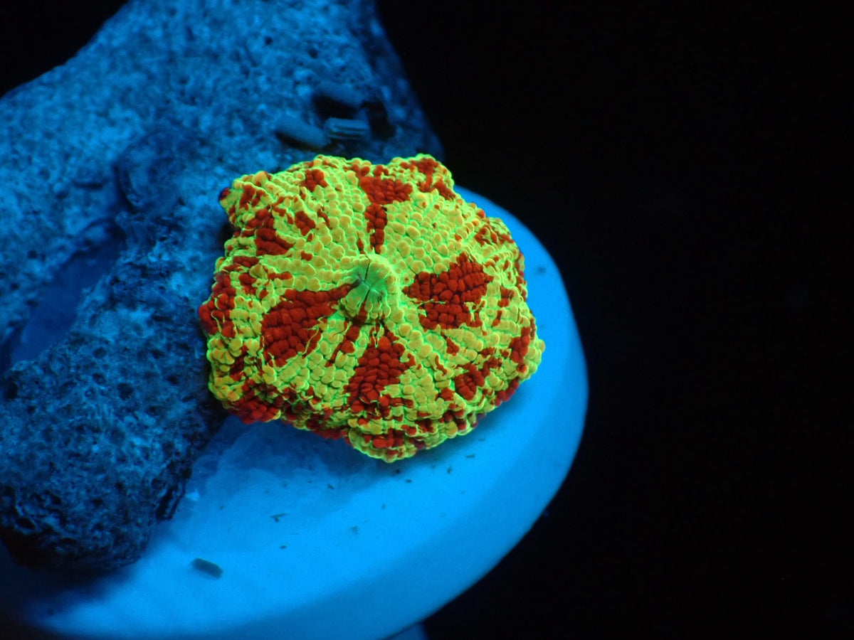 Jaw breaker　2color 010