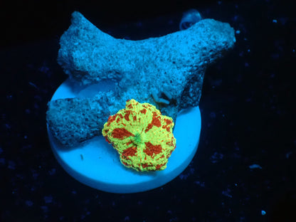 Jaw breaker　2color 010