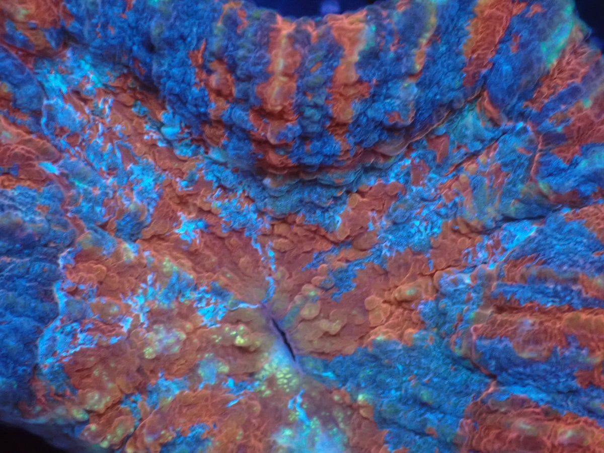 Scolymia vitiensis