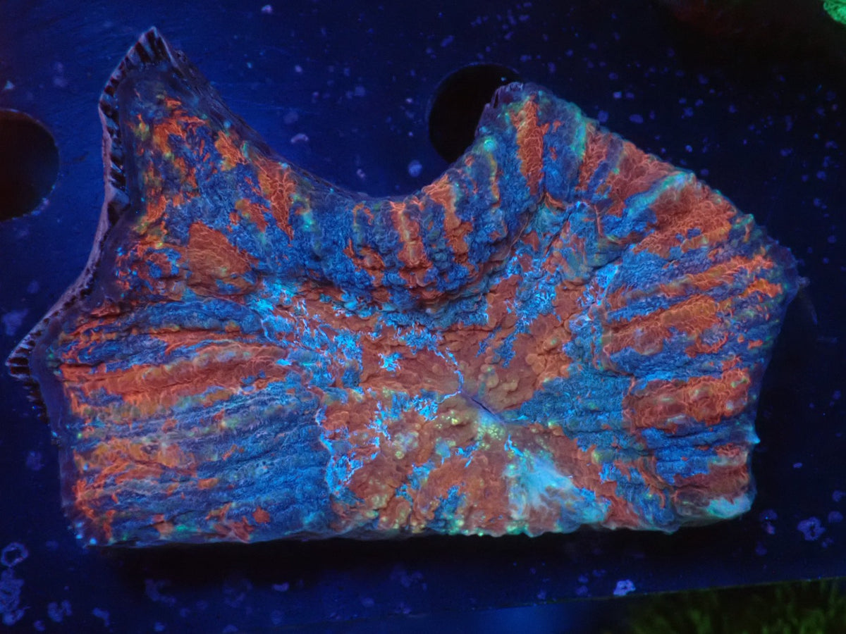 Scolymia vitiensis