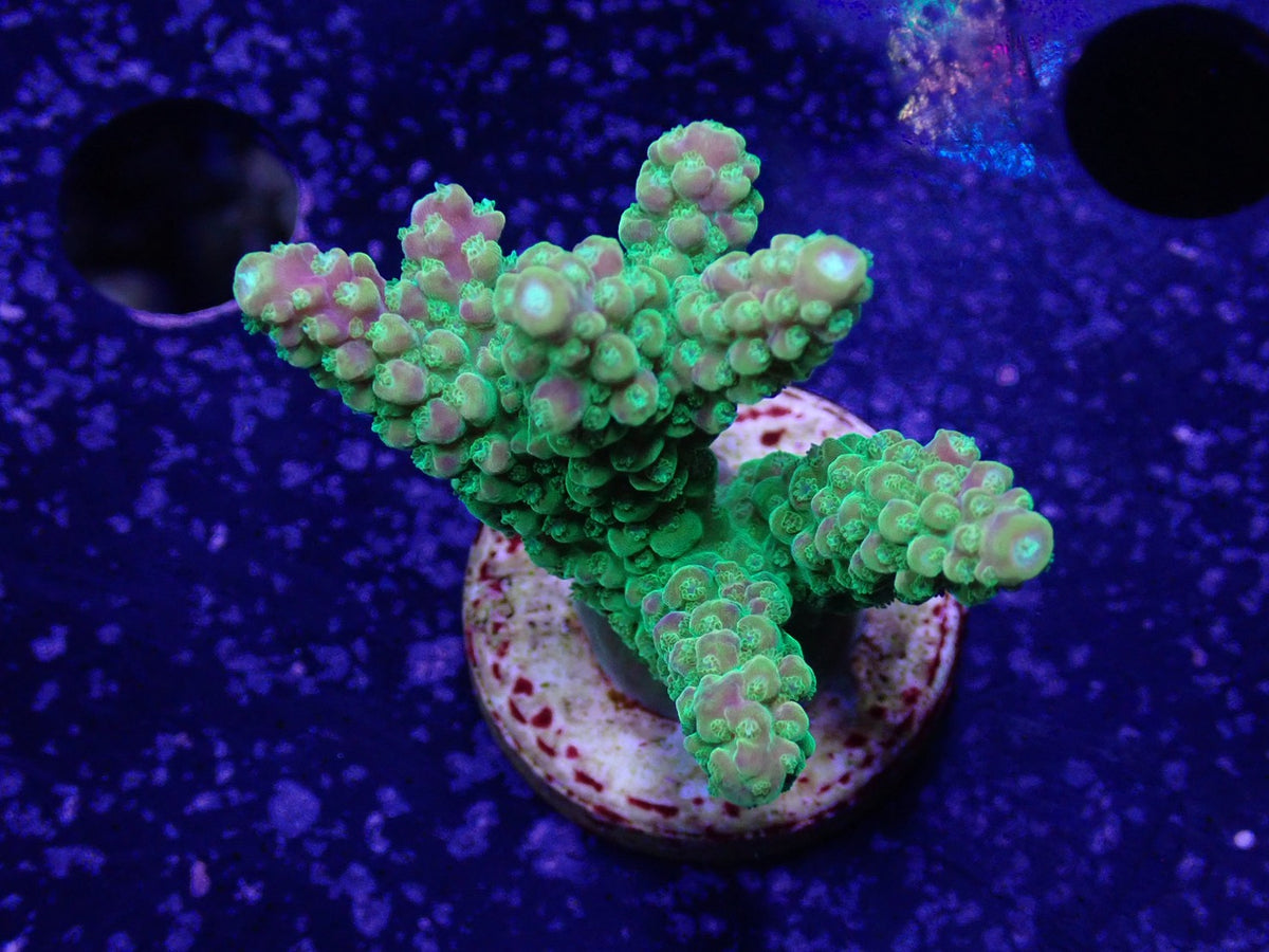 Acropora (Natalensi)フラグ 02