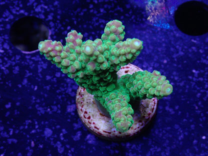 Acropora (Natalensi)フラグ 02