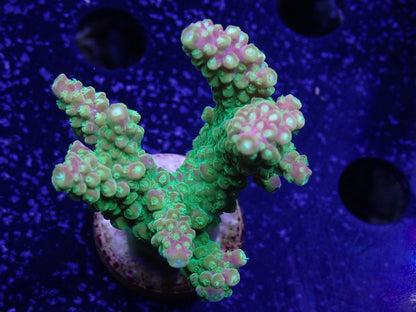 Acropora (Natalensi)フラグ 01