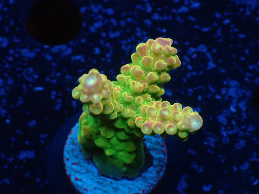 Acropora (Natalensi)フラグ 03