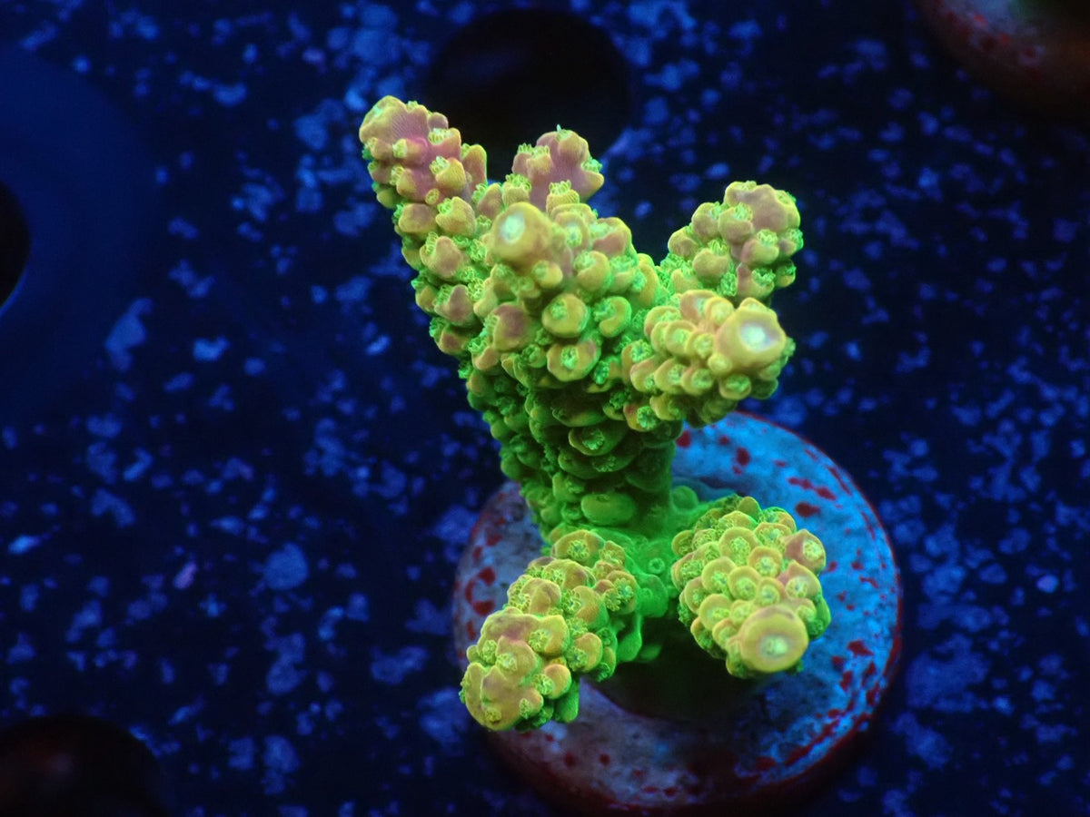 Acropora (Natalensi)フラグ 02