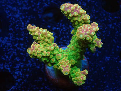 Acropora (Natalensi)フラグ 01